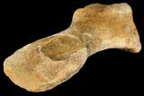Fossil Turtle Humerus - Hell Creek Formation #133303-3